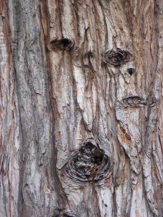arbre3