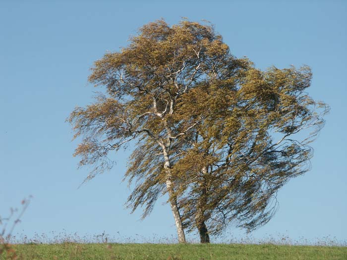 15-automne-36