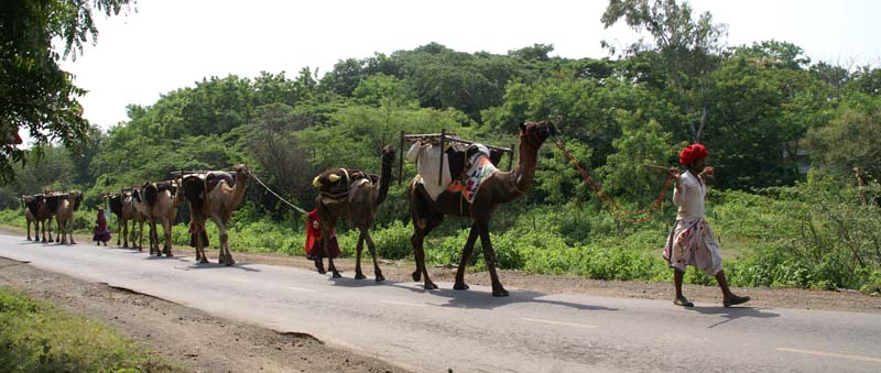 j-agriculture-elevage-02
