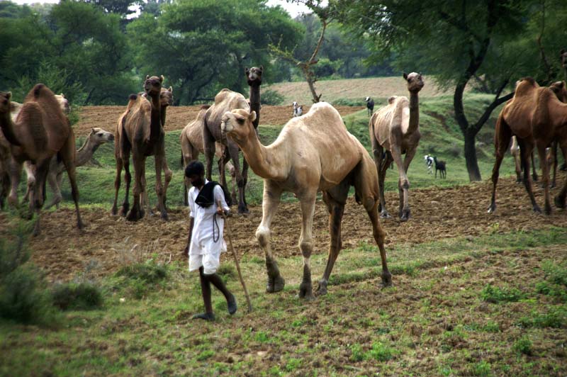 j-agriculture-elevage-09